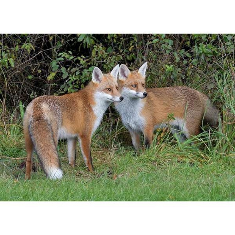 Happy Puzzle Company - British Wildlife FoxTwins